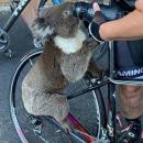 AUSTRALIE : La vidéo de ce Koala qui demande de l'eau à un cycliste montre l'ampleur des dégâts [VIDÉO]