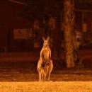 1 milliard d'animaux seraient déjà morts en Australie, à cause des incendies