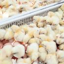 Fin du broyage des poussins et la castration à vif des porcelets fin 2021 annonce le ministre de l'agriculture