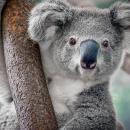 Plantation d'eucalyptus détruite en Australie : des dizaines de koalas sont morts