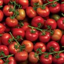 Les tomates françaises menacées par un nouveau virus