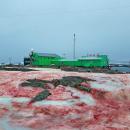 La neige devient rouge sang en Antarctique