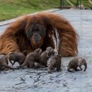 Les images des orangs outans de Pairi Daiza, jouant avec des loutres, font le tour du monde