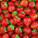 Une entreprise d'EECKE recherche actuellement des cueilleurs de fraise