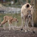 Un bébé cerf d'une espèce "éteinte" est né à Pairi Daiza