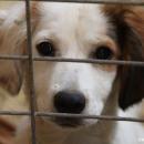 Une dérogation accordée par le gouvernement, pour les adoptions d'animaux