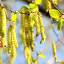 Si vous êtes allergiques... les pollens de bouleau sont de retour dans la région !