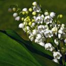 Les fleuristes pourront vendre du muguet devant leur boutique