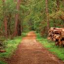 Le préfet du Nord autorise les promenades en forêt dans le département dès le 11 mai