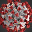 Le coronavirus pourrait ne jamais disparaître