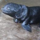 Un bÃ©bÃ© otarie est nÃ© Ã  Pairi Daiza... et il est vraiment trop mignon ðŸ’•