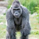 Pairi Daiza annonce la mort de Rafiki, un gorille des montagnes