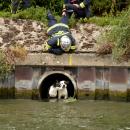 2 chiens sauvés d'un conduit d'évacuation d'eau par les pompiers du Nord