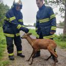 Une biche sauvée par les pompiers du Nord, ce matin