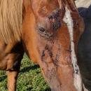 Chevaux mutilés : Un homme a été arrêté dans le Haut-Rhin et a été placé en garde à vue