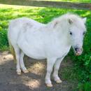 Un poney a été retrouvé mort par strangulation