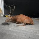 Un cerf épuisé s'est retrouvé dans un chantier à Compiègne traqué pendant une chasse à courre [VIDEO]