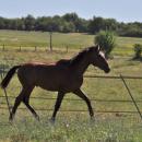 Un poulain a été retrouvé mort dans un pré d'un coup de couteau dans le ventre