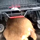 Vidéo : Un chevreuil blessé et traqué sur un parking de supermarché