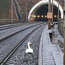 Un cygne en deuil a bloqué une vingtaine de trains