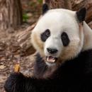 Le panda géant Tian Bao reste 1 an de plus à Pairi Daiza !