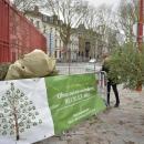 Vos sapins collectés à Lille dès aujourd'hui