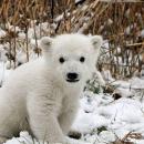 Un ourson polaire est né au zoo de Mulhouse