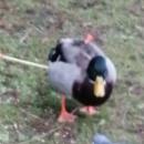 Roubaix : Tirs de fléchettes sur les canards du parc Barbieux