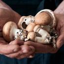 La "Ferme de la Gontière" à Comines recrute des cueilleurs de champignons [H/F]