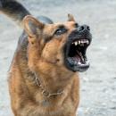 Un adolescent mordu gravement par un chien