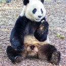 Pairi Daiza : Un soigneur blessé sérieusement par un panda