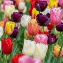 Les tulipes contre le cancer