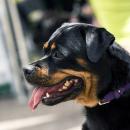 2 personnes mordues par des rottweilers hier dans le Nord