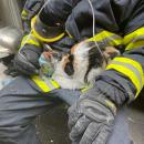 Les pompiers du Nord ont sauvé 2 chatons d'un sinistre