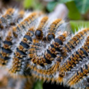 Recrudescence de chenilles urticantes dans les Hauts de France