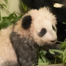 Bientôt un bébé panda au Zoo de Beauval !