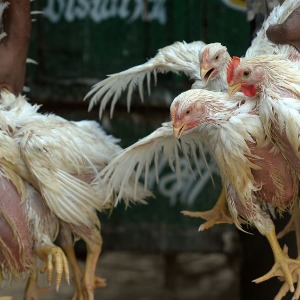 Un foyer de grippe aviaire a été découvert dans une basse-cour de l'Aisne