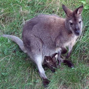 Un wallaby récupéré hier par les pompiers