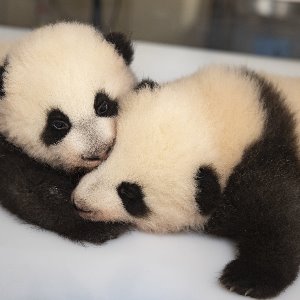 On connaîtra aujourd'hui les prénoms des bébés pandas