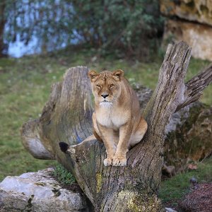 Une lionne testée positive au coronavirus à Pairi Daiza