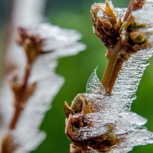 De fortes gelées  dans le nord dès ce mardi