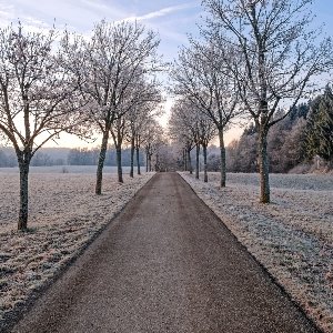 Attention, il a gelé cette nuit