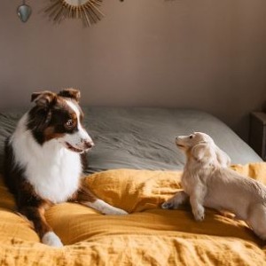 En Espagne, les animaux de compagnie désormais considérés comme des «membres de la famille»