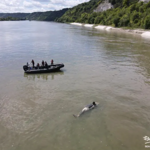 L'orque bloquée dans la Seine retrouvée morte