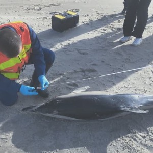 Un dauphin retrouvé mort dans le Pas de Calais