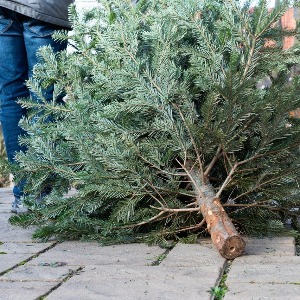 Voici les points de collecte des sapins de Noël à Lille