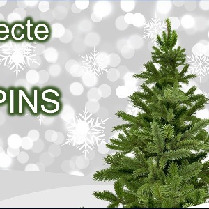 La collecte des sapins naturels dans le Pas de Calais - Voici la liste