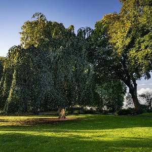 L'Hêtre de Cassel en lice pour devenir l'arbre de l'année européen