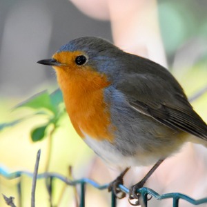 Comptage national Oiseaux des jardins avec la LPO