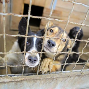 Plusieurs centaines d'animaux saisis dans le Nord